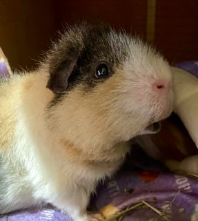 guinea pig