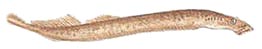 Lamprey
