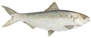 American Shad