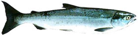 Sockeye Salmon