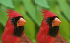At times, Photo AI can take a good shot that is held back by hardware to a great shot that... isn't