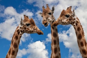 Giraffen im Coaching