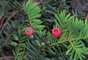 Taxus baccata - If commun