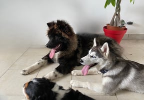 Akita américain couché avec un husky pour une séance d'éducation à Roanne