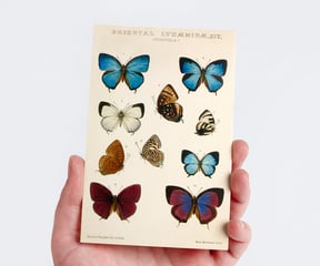 Butterfly card from The Vintage Collection Postcard Set from Wintertime Crafts