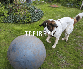 Hund spielt Treibball