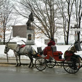 cheval blanc attelé à une calèeche rouge