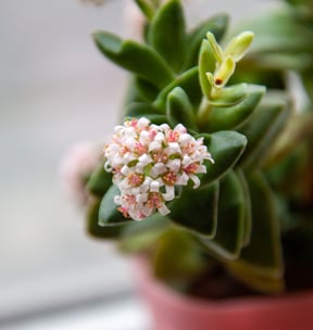Close Up Lens +1