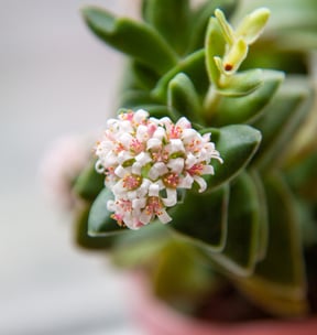 Close Up Lens +2