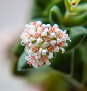 Close Up Lens +4