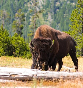 Bison at Yellowstone National Park