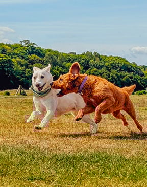 Skye and Ottie running and playing on a group walk in Edinburgh