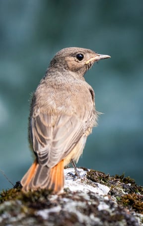 Der Vogel des Jahres 2025: ein Hausrotschwanz Weibchen auf einem Dachziegel Foto: Philipp Geisler