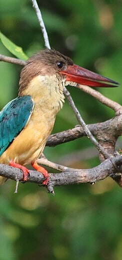 Bird in Kumarakoam bird santuary - Kerala tour package