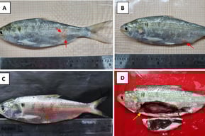 Diagnosing Fungal Infections in fish