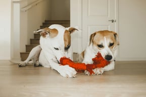 A pair of dogs playing with a red rope