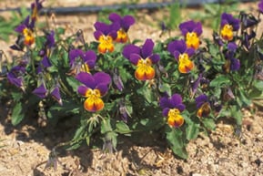 Viola tricolor - herbe de la trinité cultivée