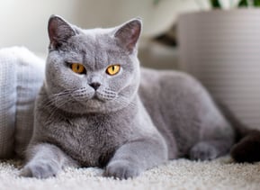 TICA-registered British Shorthair queen Bella with a plush solid blue coat
