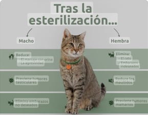 Servicio de "Esterilización" a bajo costo