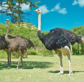 a group of ostrich standing in the grass