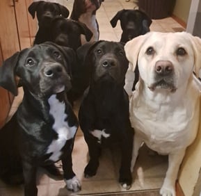 thedogs