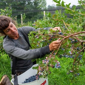 Career Expert Global_Blueberries Picking Jobs in Finland