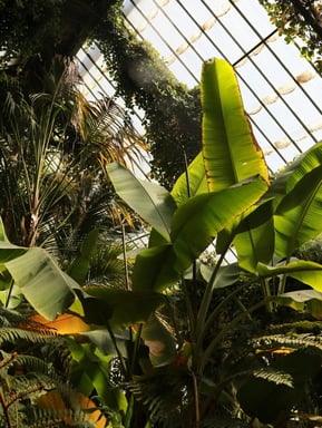 Group of houseplants