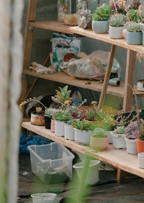 Humidity tent for cacti and succulents