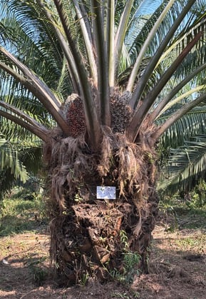 a palm tree with a sign on it