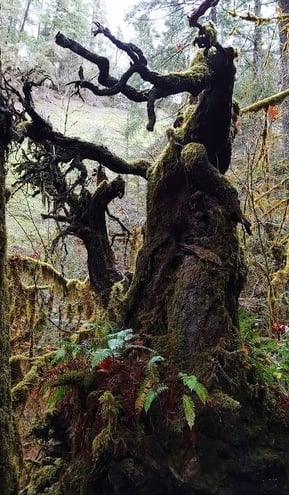 Waterfall Hwy, OR - A dark, creepy tree with no leaves on the Wolf Creek trail