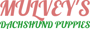 Havanese Puppies for sale logo