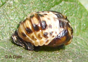 2 spot ladybird pupa