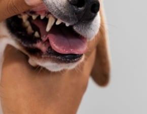 Cachorro Sendo examinado em consulta veterinária