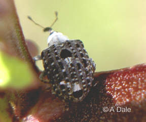 Figwort weevil