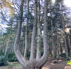 Forêt des cèdres de Bonnieux