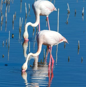 two flamingos are standing in the water