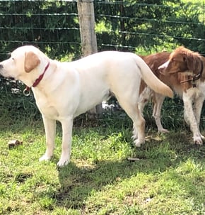 Garde de chien Tourneville