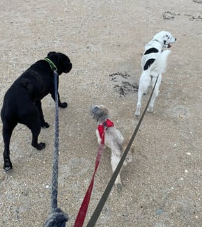 Éducation canine Tourneville