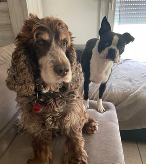 Garde de chien Tourneville