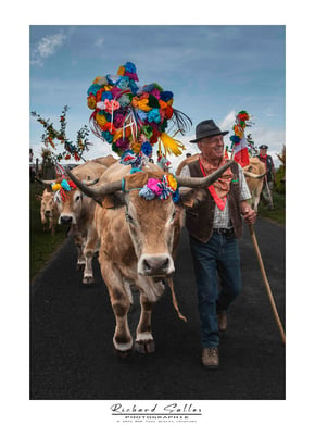 Transhumance  Gely jean-Louis