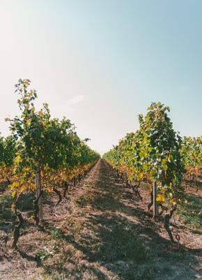 a vineyard with a row of grape vines and a blue sky