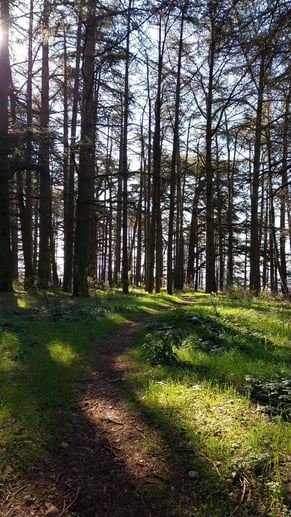 Bosque en Brignais, Rhône-Alpes