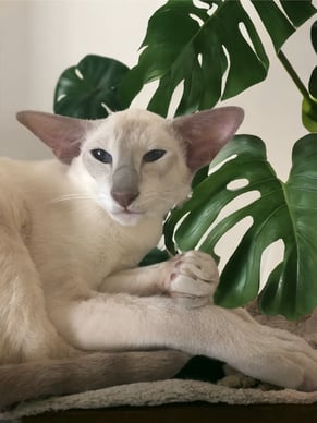 Imperial Gr Ch Metexa Daenerys - Lilac Point Siamese