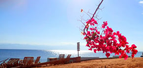 beach view with a tree with pink flowers on a sunny day