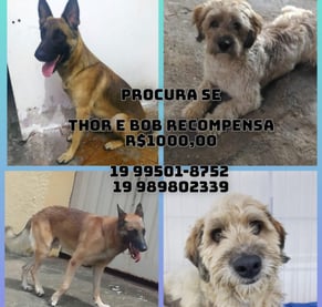 1006 - Fugiram Satelite Iris/Campinas/machos/19-99797.0803