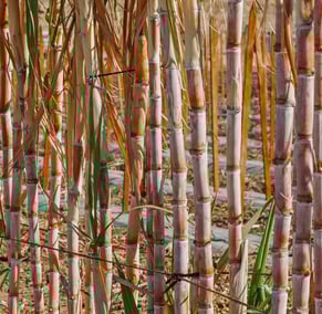 Canne à sucre - Saccharum officinarum