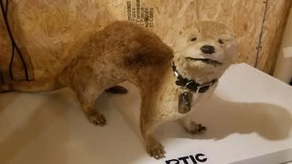Loyal Order of Otters logo