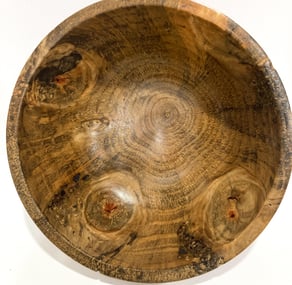 Norfolk Island Pine 260mm x 105mm