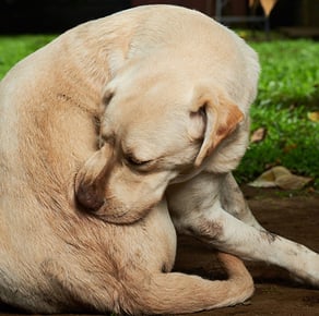 allergic dog