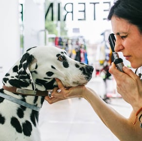 dog with Diabetes